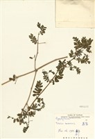 藏品(蒺藜)的圖片